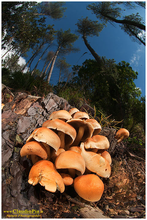 fungo, mushroom, autunm, Hyphoma,  fungi, fungus, mushrooms, val d'aveto